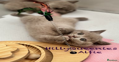 British Shorthair cats - Advert 5