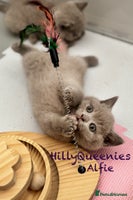 British Shorthair cats - Advert 14