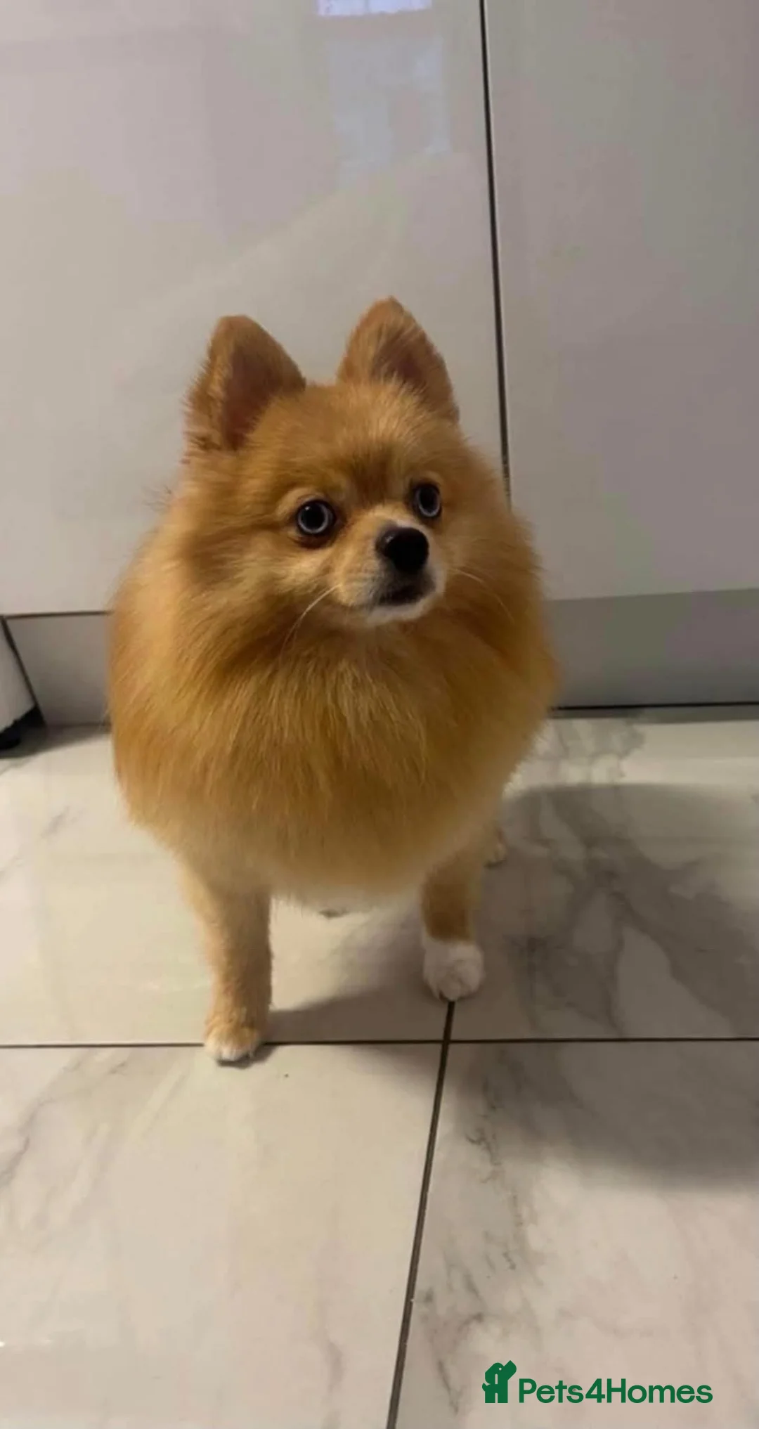 Pomchi dogs for sale: 3/4 poms  - Advert 2
