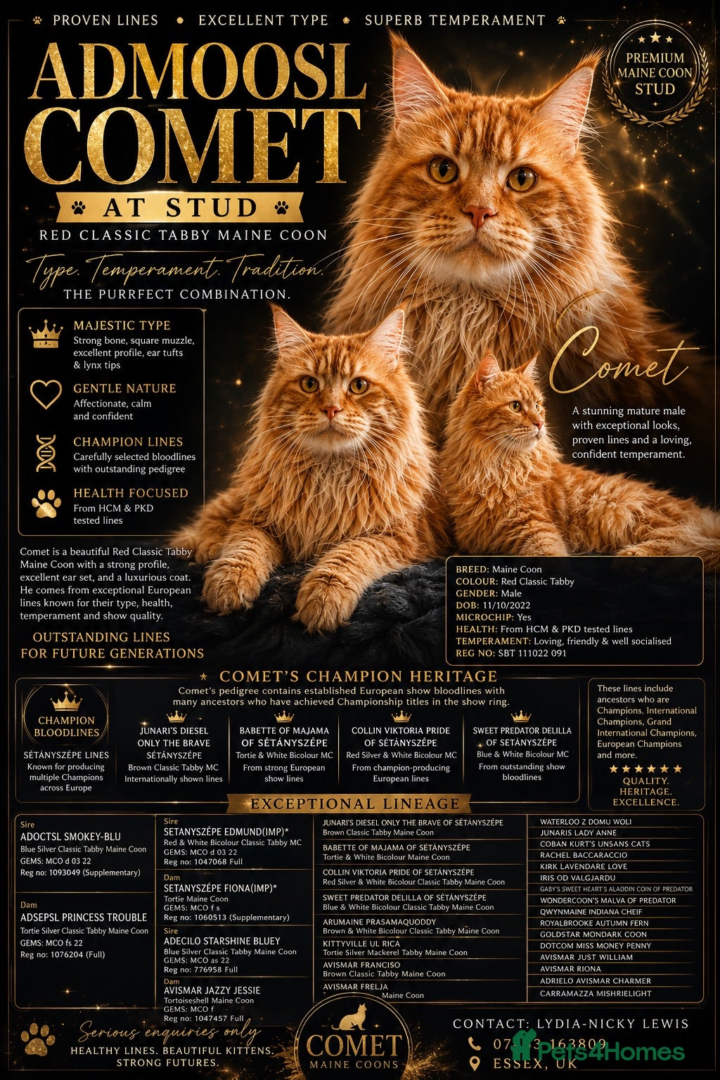 Maine Coon cats 🔥 **ADMOOSL COMET — AT STUD** 🔥 TICA ACTIVE  - Advert 1