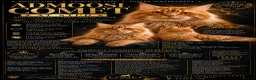 Maine Coon cats for stud: 🔥 **ADMOOSL COMET — AT STUD** 🔥 TICA ACTIVE  - Advert 1