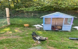 Chickens poultry for sale: Hens available  - Image 3