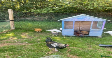 Chickens poultry - Advert 7