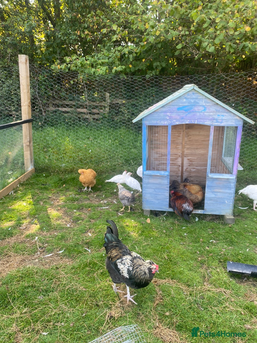Chickens poultry for sale: Hens available  - Image 3