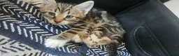 Mixed Breed cats for sale: Kittens  - Advert 3
