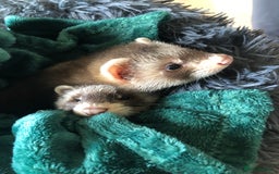 Ferret rodents for sale: 3 hobs here great pets and would make great worker - Image 1