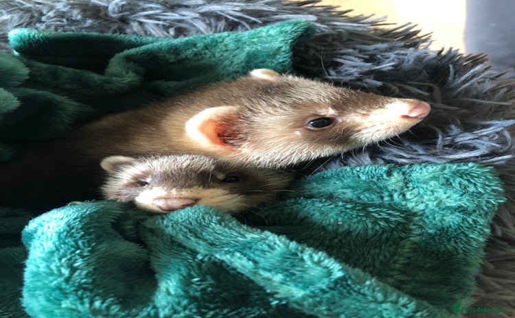 Ferret rodents - Advert 3