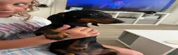 Miniature Dachshund dogs for sale: Darling slug  - Advert 2