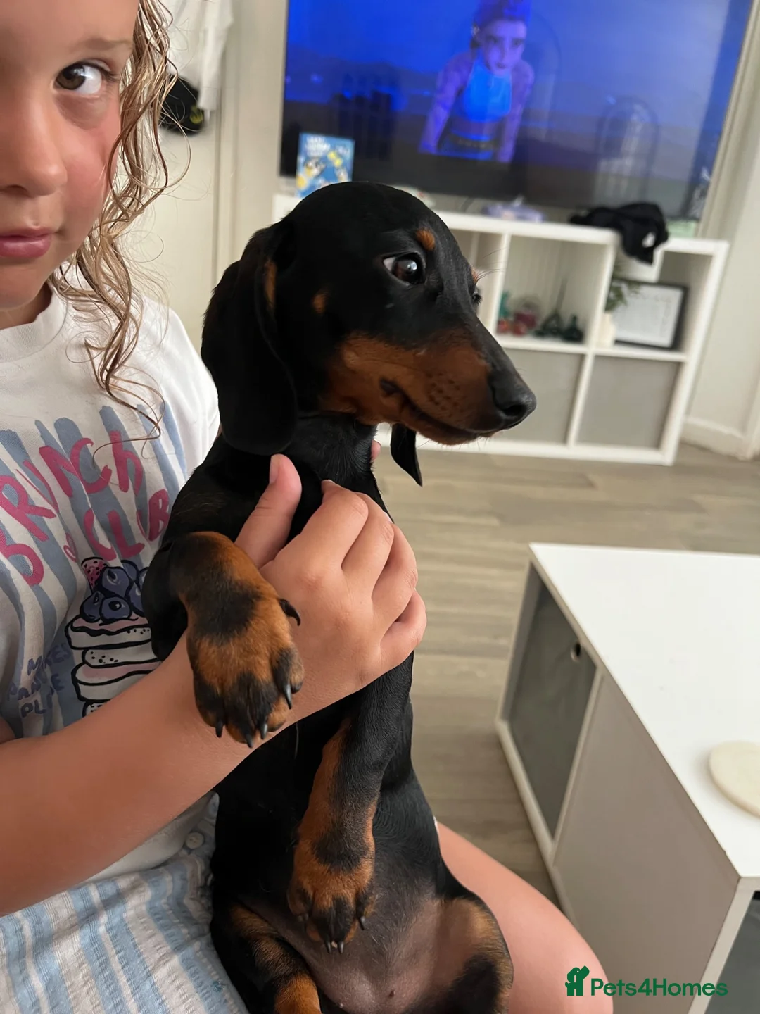 Miniature Dachshund dogs for sale: Darling slug  - Advert 2