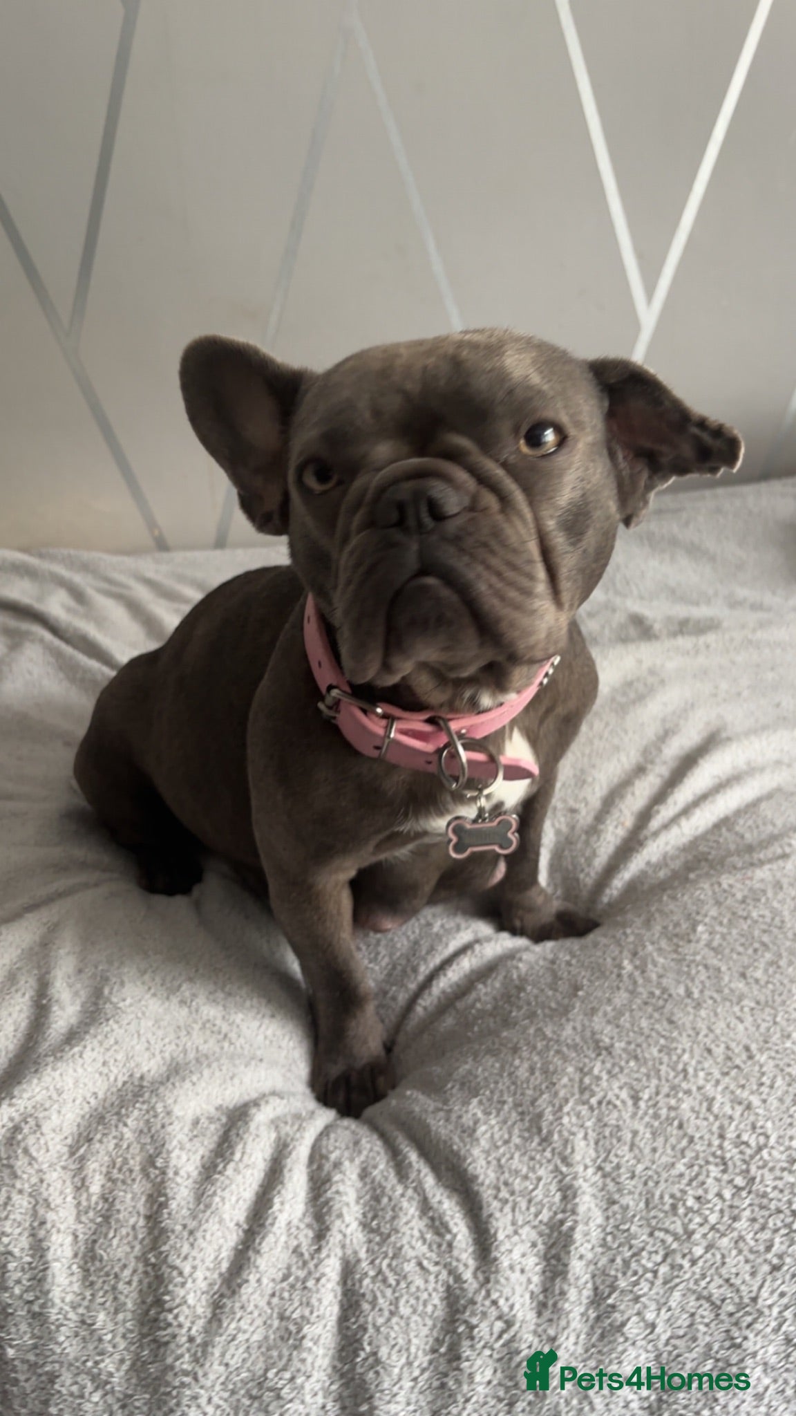 French Bulldog dogs 3 female French bulldogs for sale - Advert 1