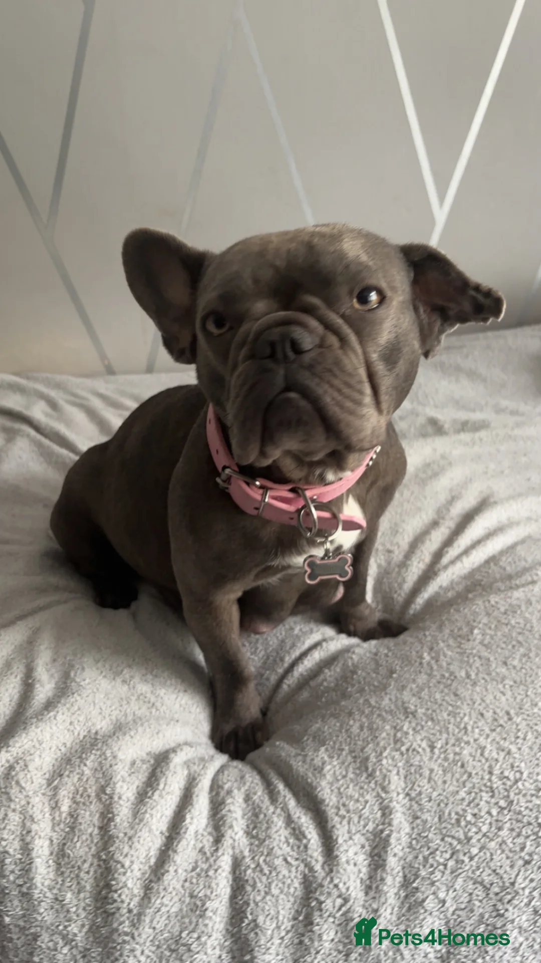 French Bulldog dogs for sale: 3 female French bulldogs for sale - Advert 1