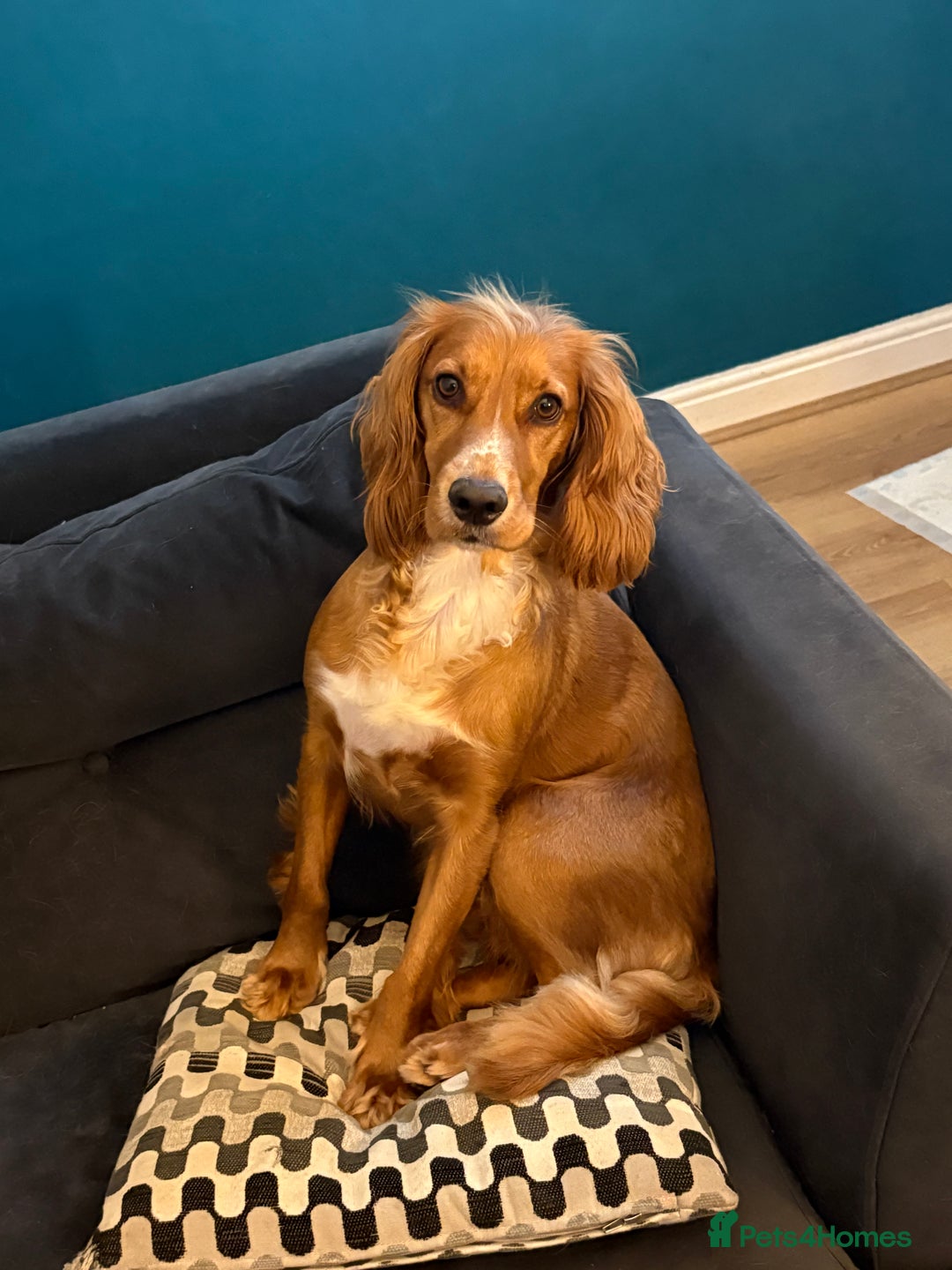 Cocker Spaniel dogs for sale: Minnie, beautiful Cocker Spaniel - Advert 6