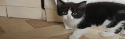 Mixed Breed cats for sale: Kitten for sale boy and girls  - Advert 16