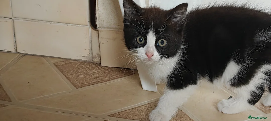 Mixed Breed cats for sale: Kitten for sale boy and girls  - Advert 16
