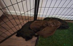 Cocker Spaniel dogs for sale: 5th generation kc reg wcs  - Image 3
