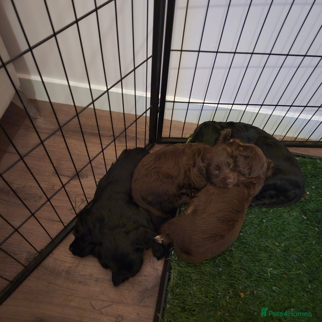 Cocker Spaniel dogs for sale: 5th generation kc reg wcs  - Image 3