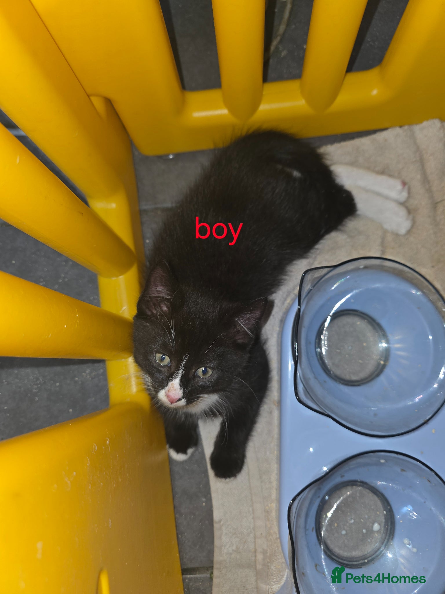 Mixed Breed cats 2 month old kittens looking for owners.  - Advert 2