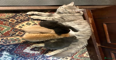 Mixed Breed cats - Advert 8