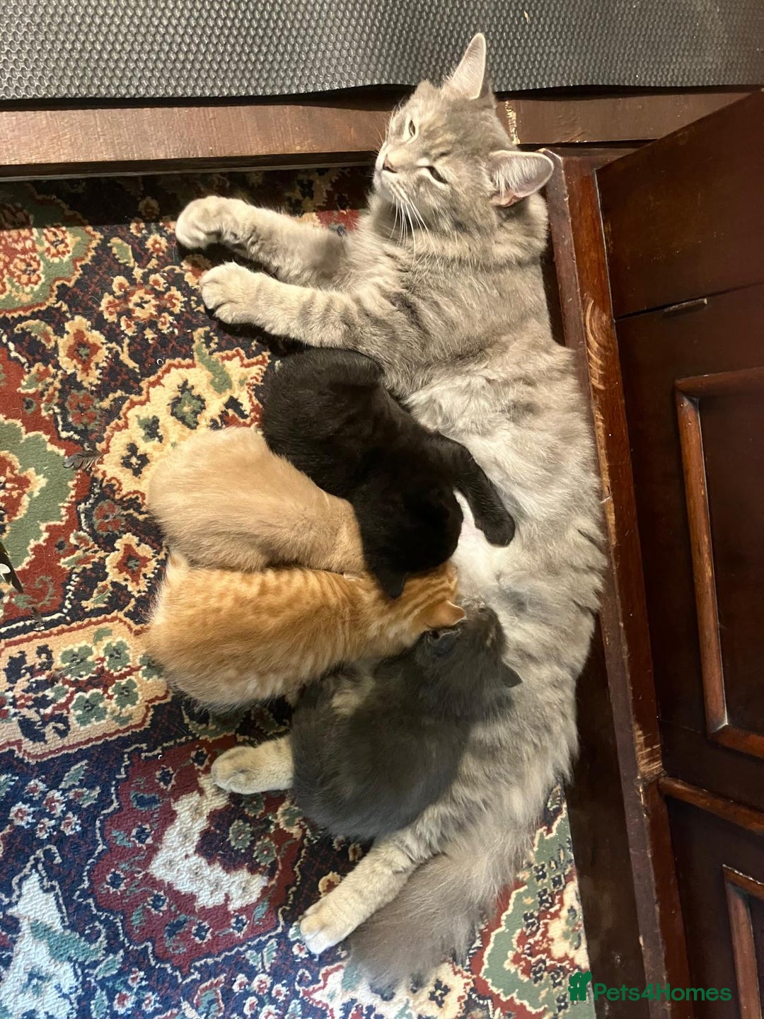 Mixed Breed cats for sale: Farm Reared Kittens x 4 - Image 2