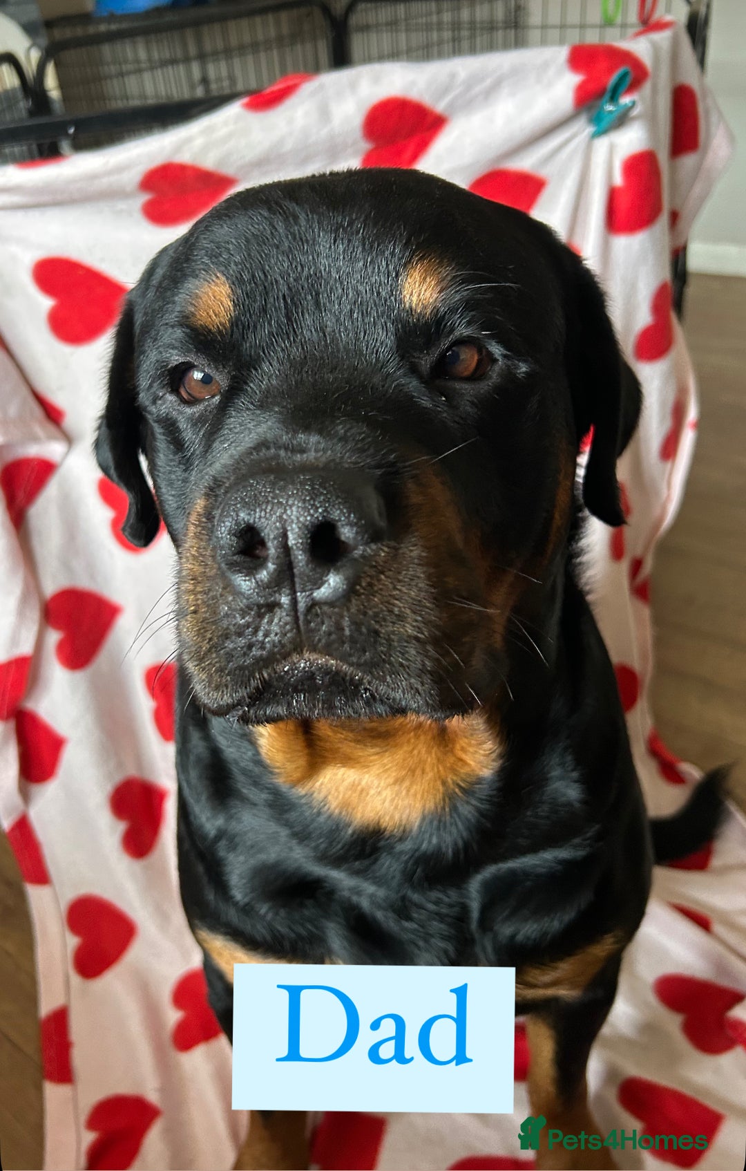Rottweiler dogs for sale: 2 girls remaining  - Image 16