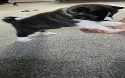 Akita dogs for sale: 🐾 American Akita Puppies for Forever Homes 🐾 - Image 12