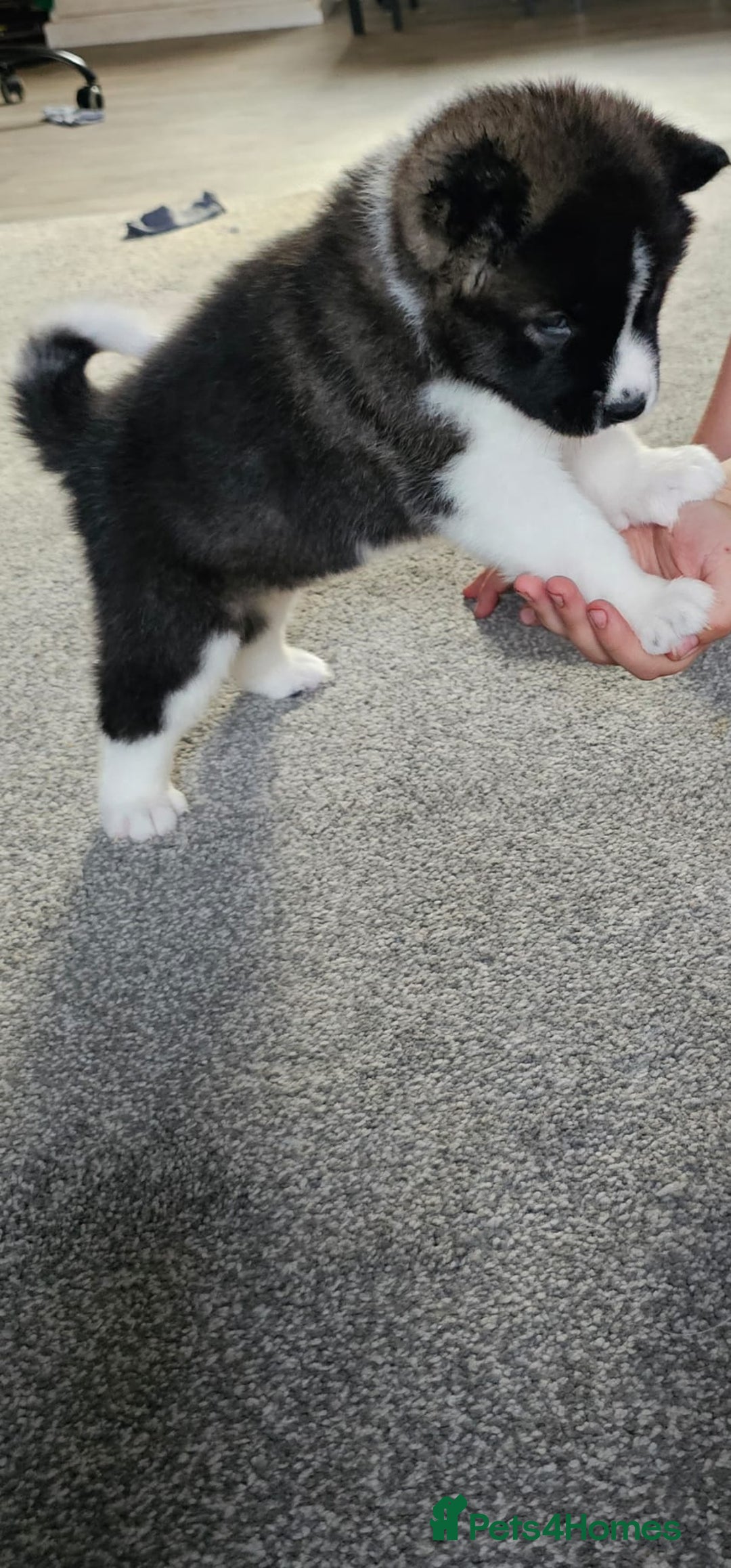 Akita dogs for sale: 🐾 American Akita Puppies for Forever Homes 🐾 - Image 12