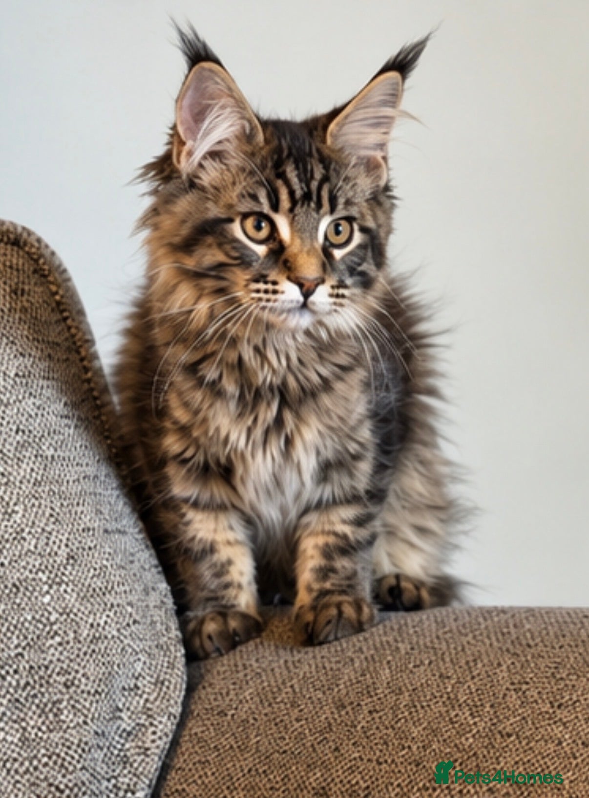 Maine Coon cats Purebred Maine Coon Kittens.Blue,Black Smoke,Tabby - Advert 1