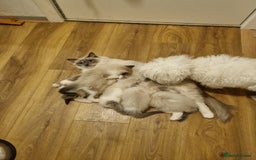 Ragdoll cats for sale: Ragdoll kittens  - Image 19