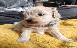 Maltipoo dogs for sale: F2 Mini Maltipoo,Toy size 4 boys - Image 17