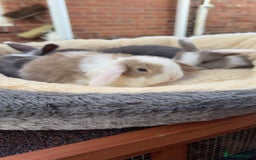 Mini Lop rabbits for sale: Mini lop bunny’s  - Image 4