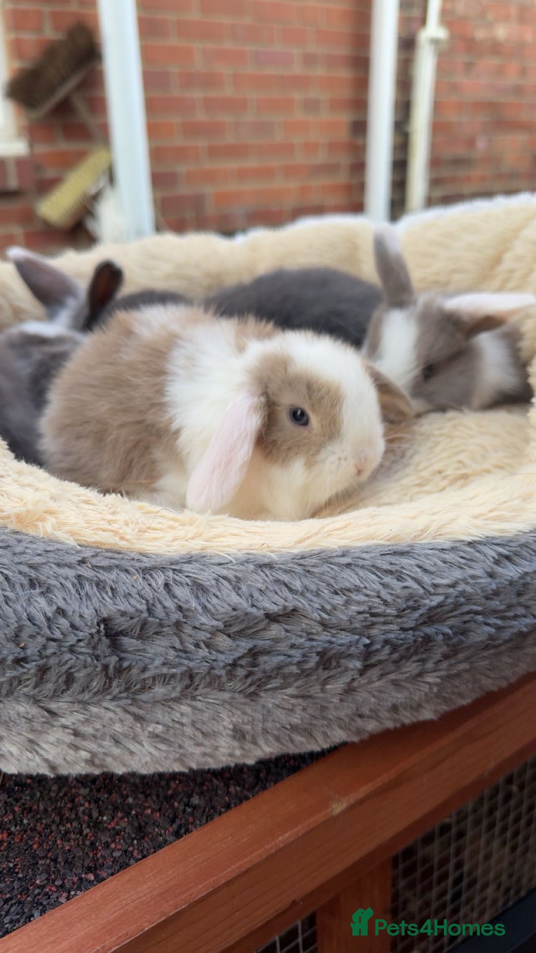 Mini Lop rabbits for sale: Mini lop bunny’s  - Image 4
