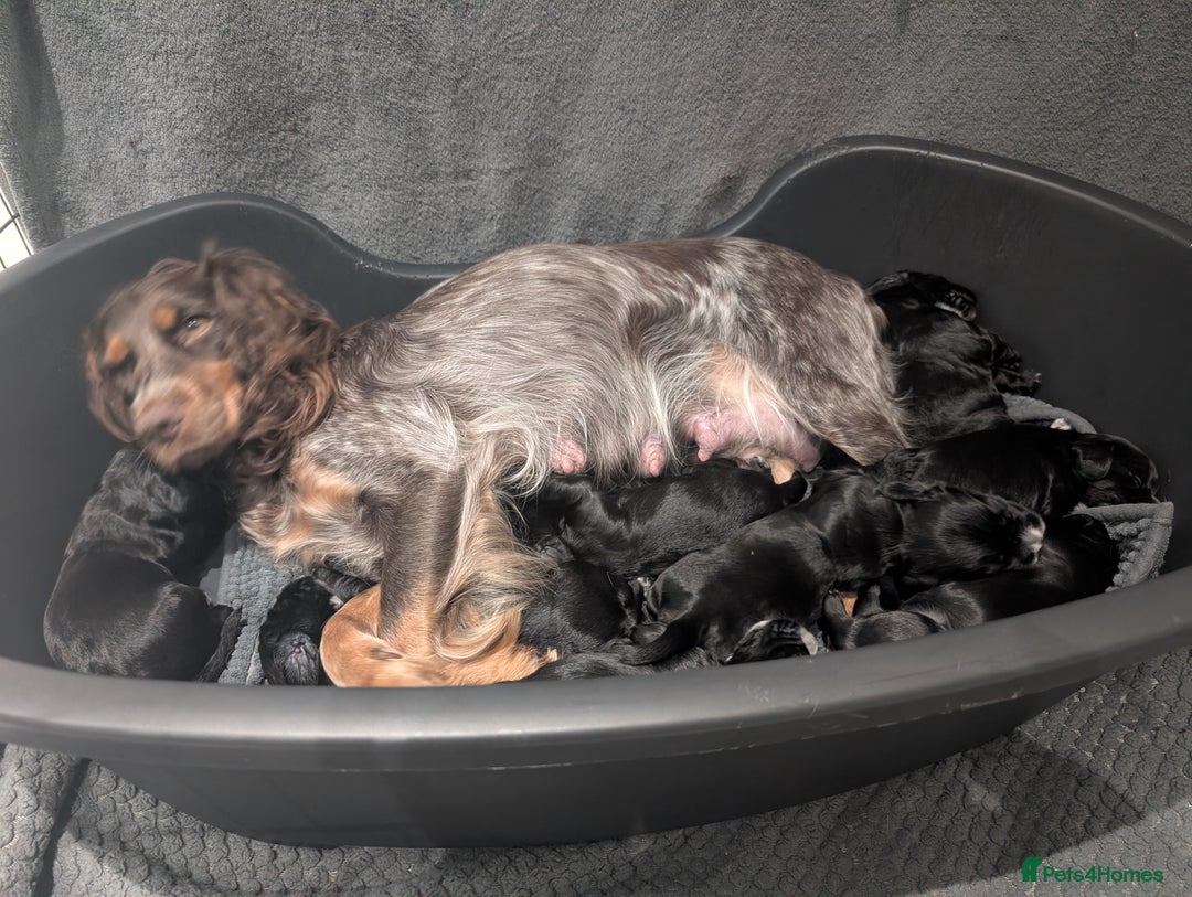 Cocker Spaniel dogs for sale: Beautiful litter of 8 cocker spaniels.   - Advert 2