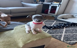 Italian Greyhound dogs for sale: 7/8 Italian greyhound x 1/8 whippet pup for sale  - Image 4