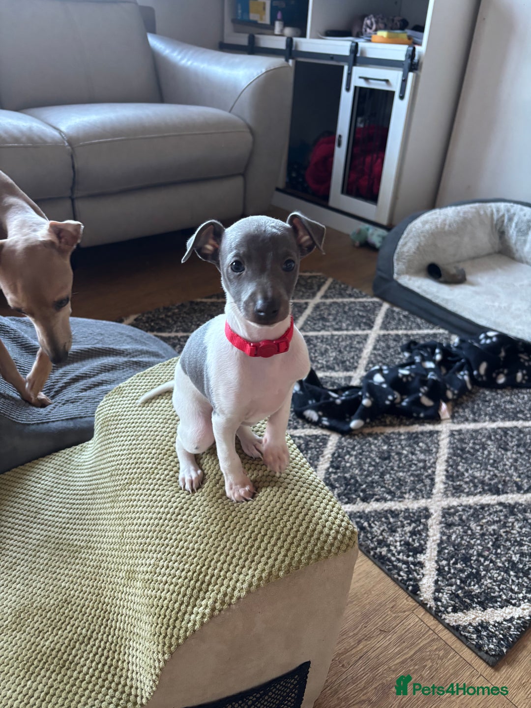 Italian Greyhound dogs for sale: 7/8 Italian greyhound x 1/8 whippet pup for sale  - Image 4