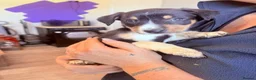 Mixed Breed dogs for sale: Border collie x Hunterway puppies in Crieff - Advert 8