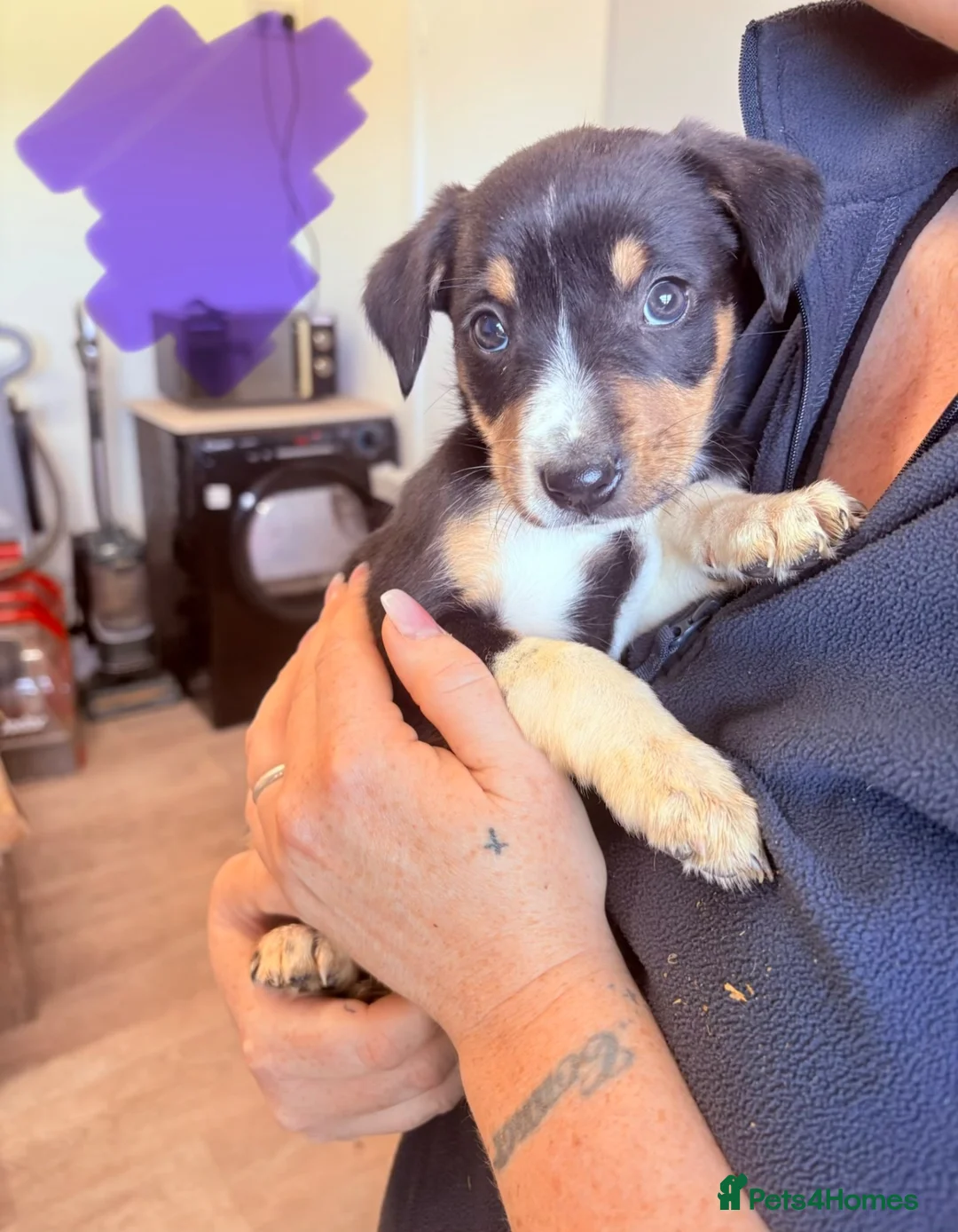 Mixed Breed dogs for sale: Border collie x Hunterway puppies in Crieff - Advert 8