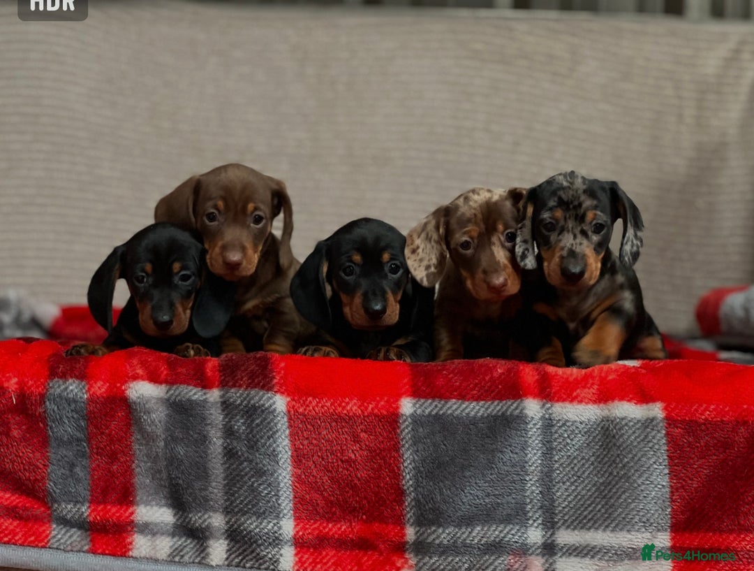 Miniature Dachshund dogs for sale: STUNNING DACHSUND PUPPIES  - Image 15
