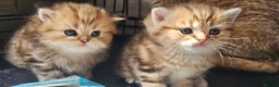 British Shorthair cats for sale: Bsh GOLDEN Chunky Kittens🐱 - Advert 22