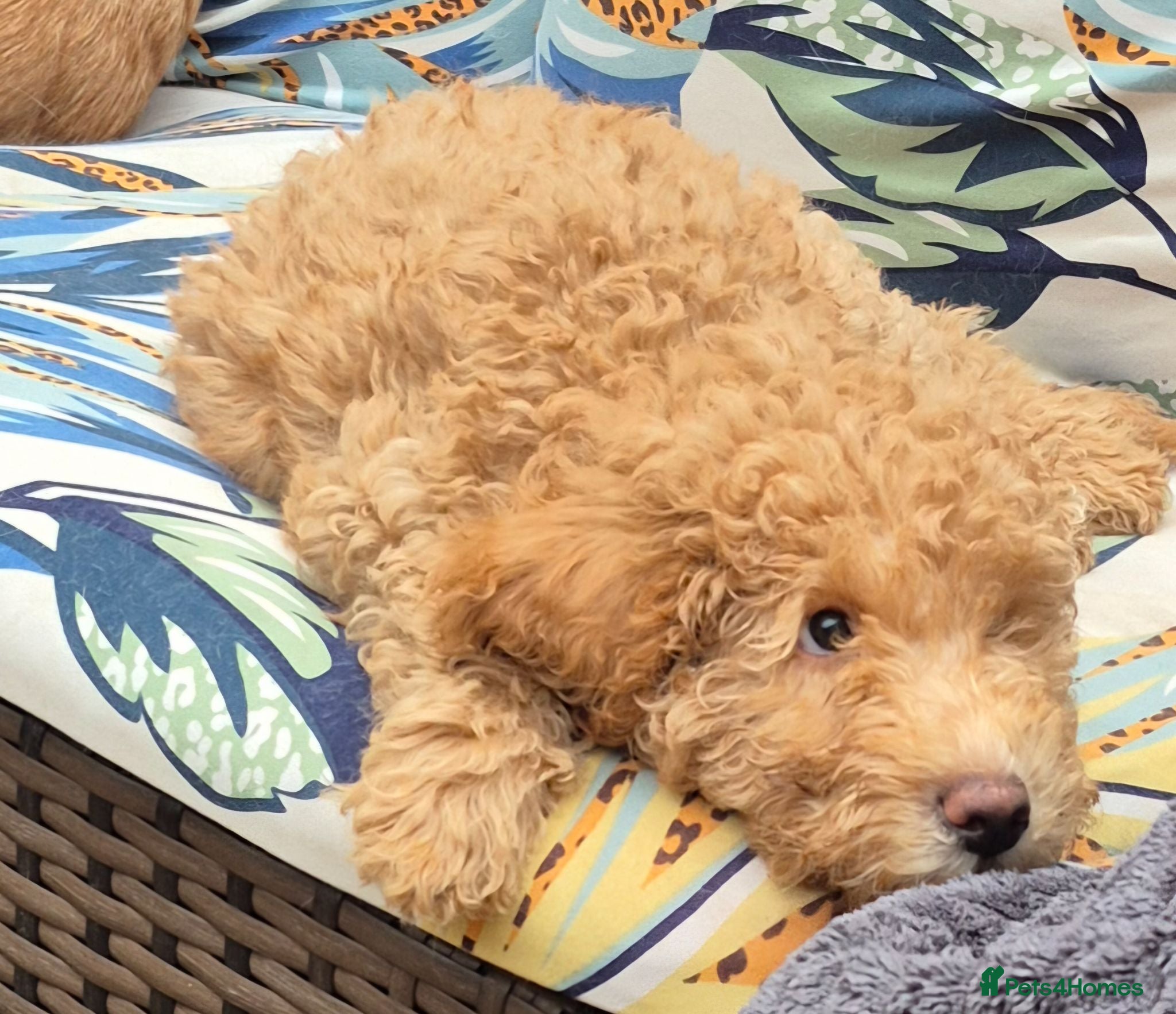 Double Doodle dogs Golden doodle x labradoodle pups - Advert 17