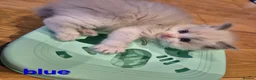 Ragdoll cats for sale: 🐾✨ Beautiful Ragdoll Kittens! ✨🐾 - Advert 4