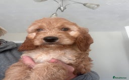 Irish Doodle dogs for sale: READY NOW! Miniature F1 Irish Doodles - Image 2