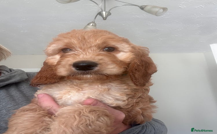 Irish Doodle dogs - Advert 7