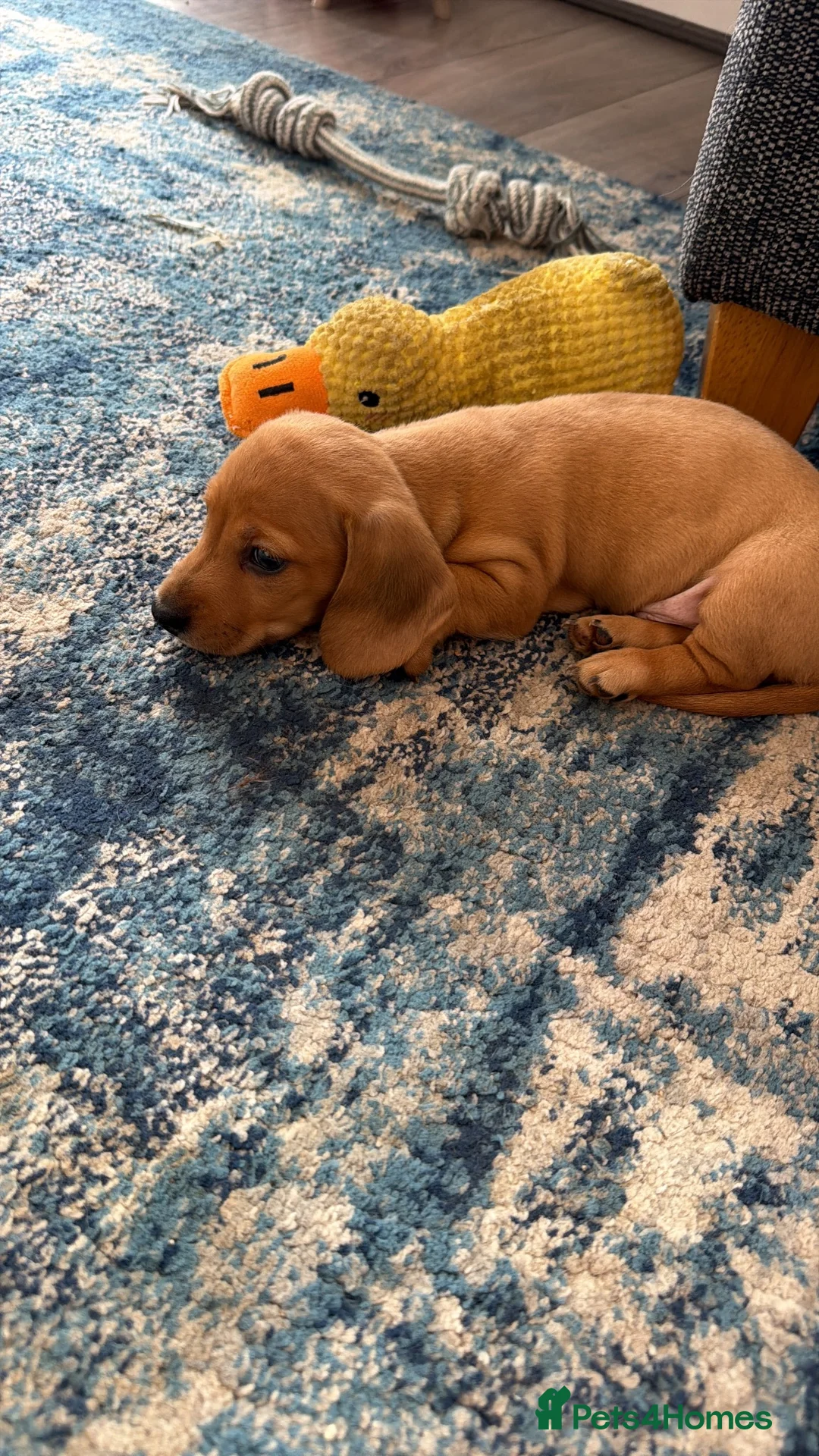 Miniature Dachshund dogs for sale: Beautiful Miniature Dachshund Puppies  in Southampton - Advert 13