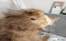 Guinea Pig rodents for sale: Ginea pigs for sale  - Image 6