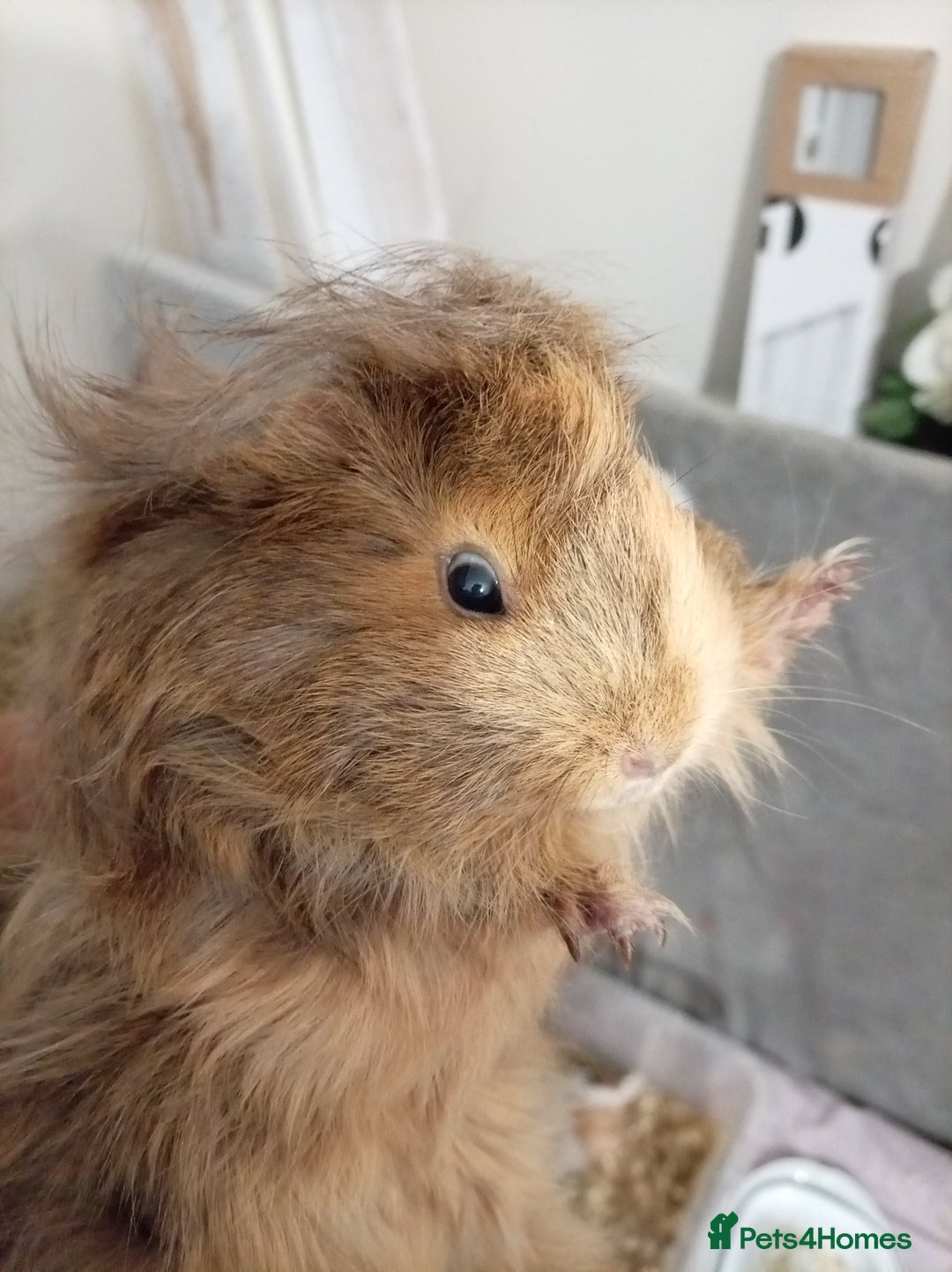 Guinea Pig rodents for sale: Ginea pigs for sale  - Image 6