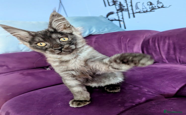 Maine Coon cats - Advert 16