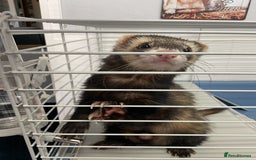Ferret rodents for sale: unneutered 1 year old Hob Ferret, comes with cage  - Image 2
