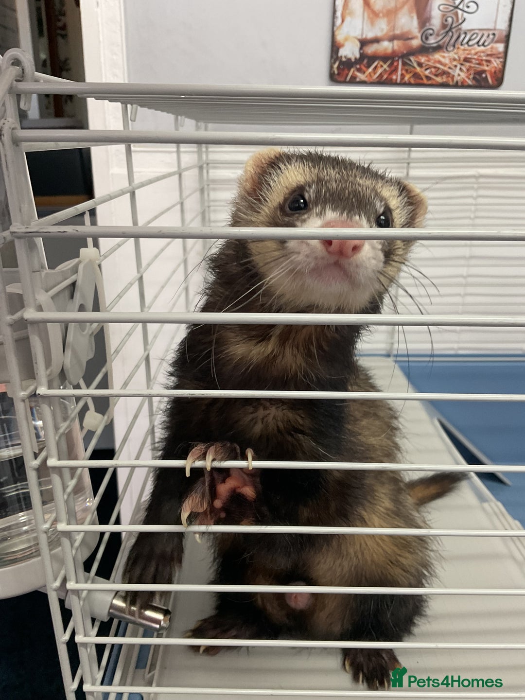 Ferret rodents for sale: unneutered 1 year old Hob Ferret, comes with cage  - Image 2