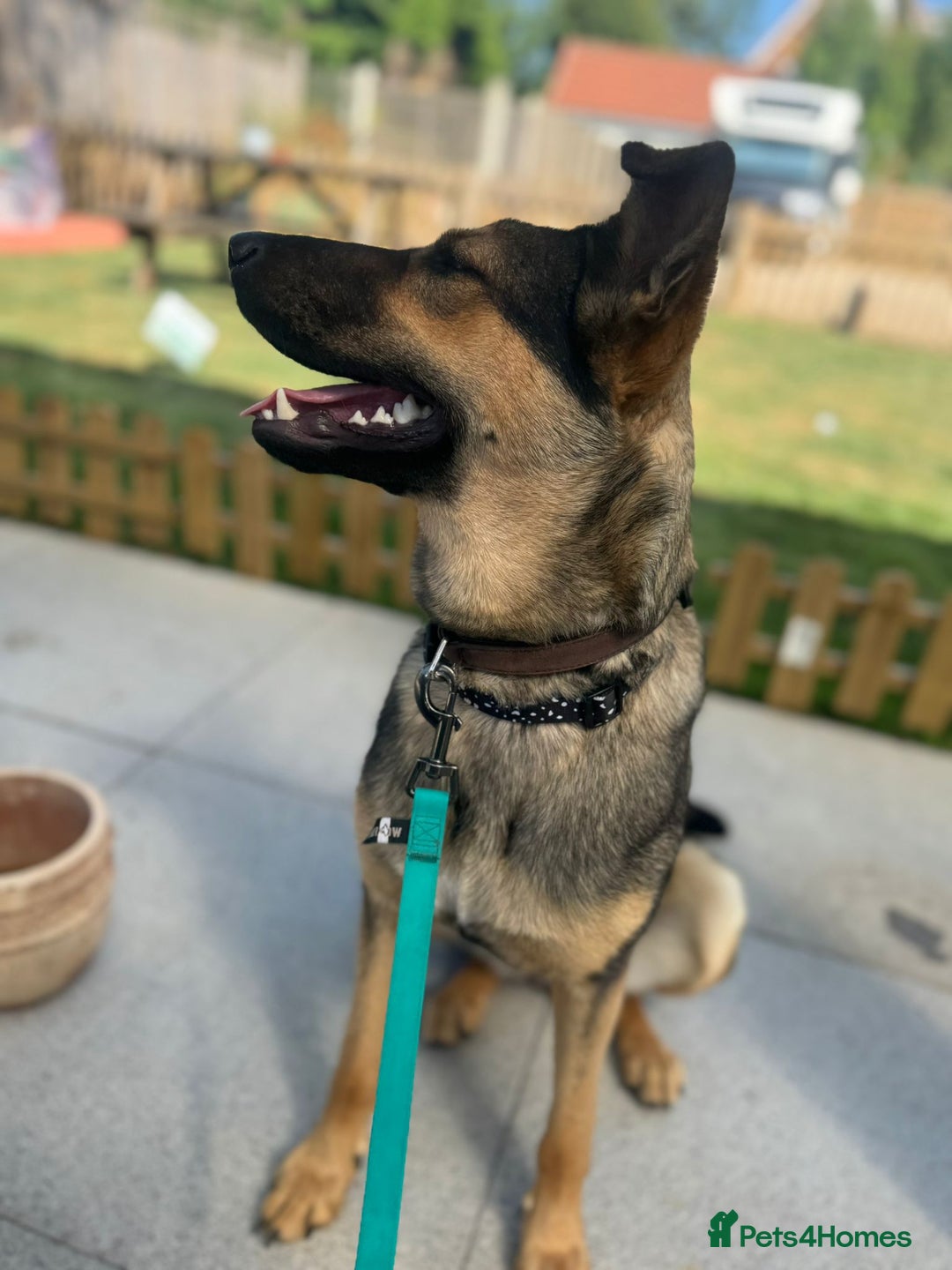Mixed Breed dogs for adoption: 💖🐶 Tigger - 14 months old gentle girl 🐶💖 - Image 12