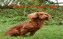 Cocker Spaniel dogs for sale: KC Cocker spaniel pups  - Image 15